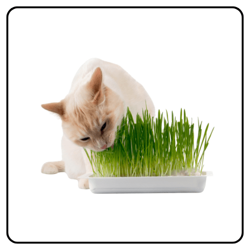 Pet Health & Supplements