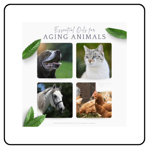 Essential Oil Vet aging animals