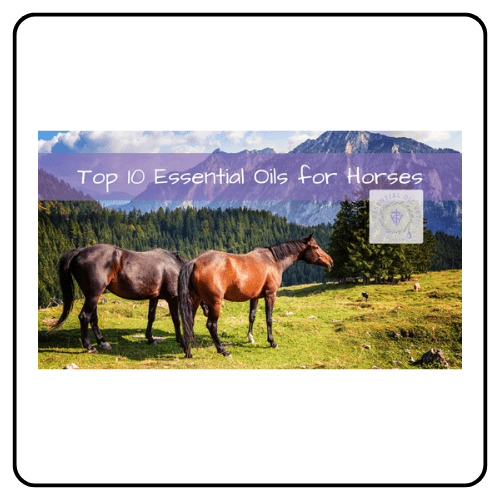 Essential Oil Vet horses