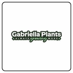 gabriella plants