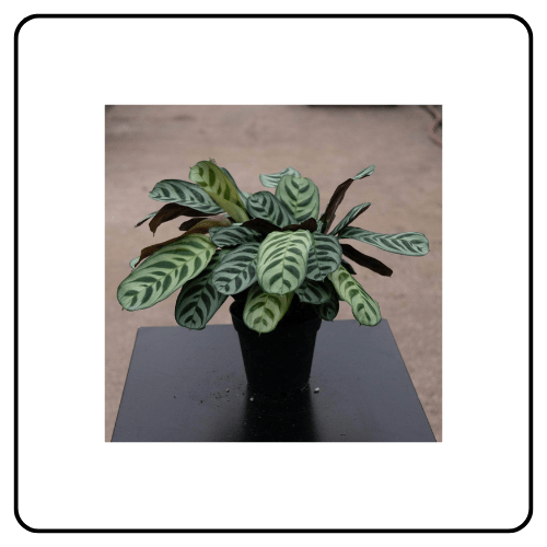 gabriella plants pet safe