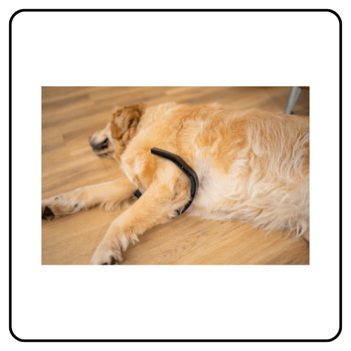 Petspemf PetLoop PRO