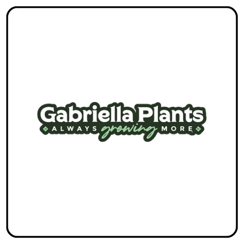 gabriella plants