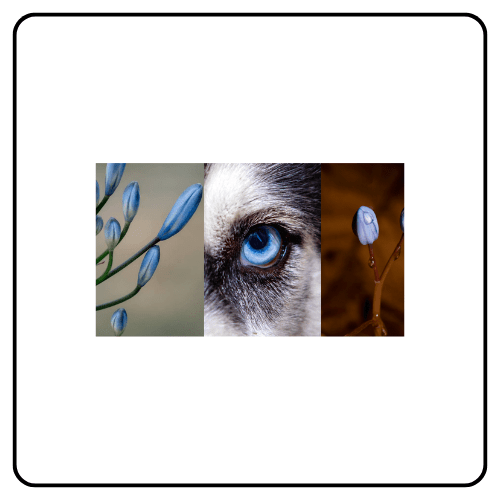 Canine Herbalism - Canine Phytoembryonic Therapy Training