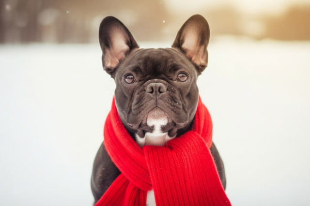 Winter Wellness: How to Feed Your Body (and Your Pet) for the Cold Months