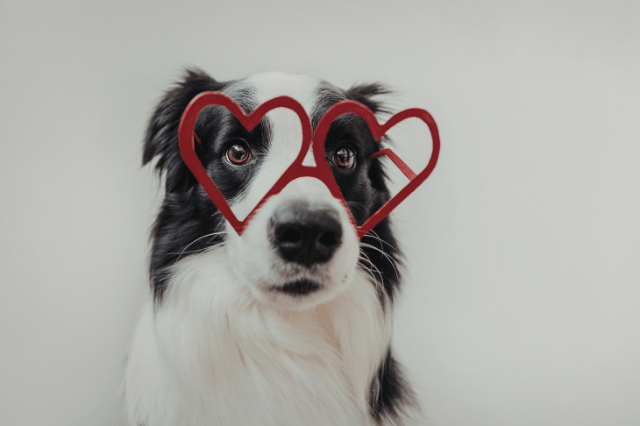 From Diagnosis to Vitality: A Proactive Foundation for Your Pet’s Heart Health