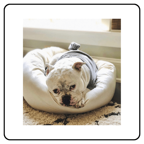 Luxury bolstered pet bed in a neutral linen tone, handcrafted with eco-friendly materials for a non-toxic home.
