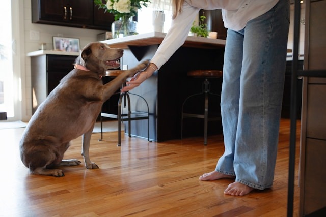 A pet parent and dog holding hands in a kitchen, representing the integrated relationship and shared ecosystem within the home.