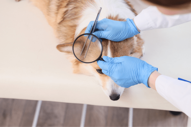 The Hidden Cost of “Protection”: A Low-Tox Guide to Pest Season