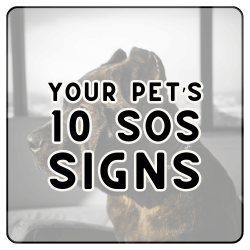 A minimalist lead magnet cover titled 'Your Pet's 10 SOS Signs' in Soft Black typography on a Linen background, designed for holistic pet parents.