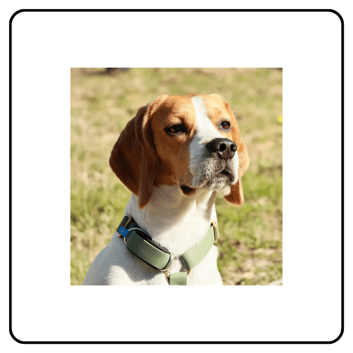 Minitailz Biotracker pet wellness device attached to a dog collar, monitoring vital signs and activity patterns for proactive pet care.